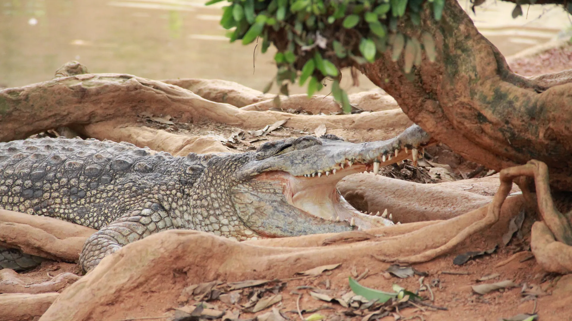 Buaya di Taman Buaya dan Rekreasi Melaka di Ayer Keroh