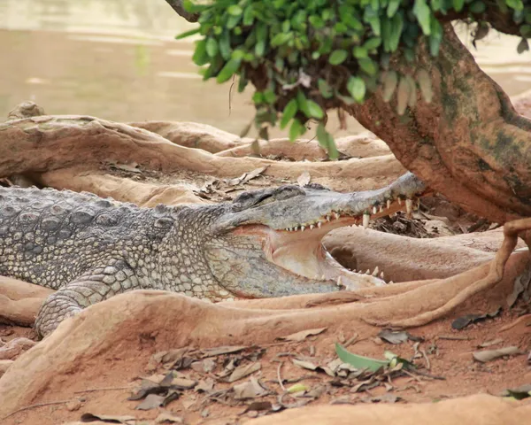 Melaka's 'Mini Amazon': Paya Lebar's River Eco-Cruise Is Winning Five-Star Praise for Crocodile Spotting