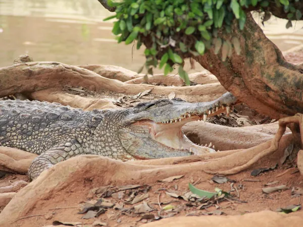 Melaka Crocodile and Recreation Park